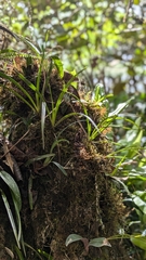 Maxillaria jacquelineana, photograph (c) Thibaud Aronson, some rights reserved (CC BY-SA)