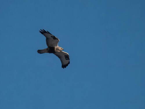 Busardo calzado (Buteo lagopus)