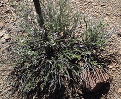 Eriocephalus ericoides