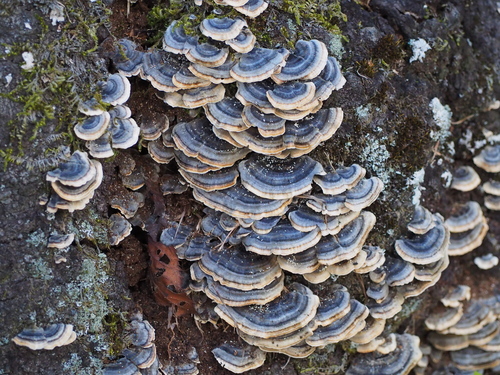 Trametes versicolor