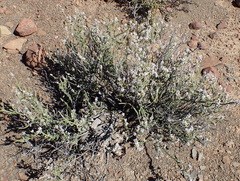 Eriocephalus ericoides