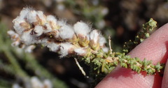 Eriocephalus ericoides