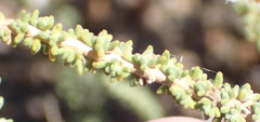 Eriocephalus ericoides