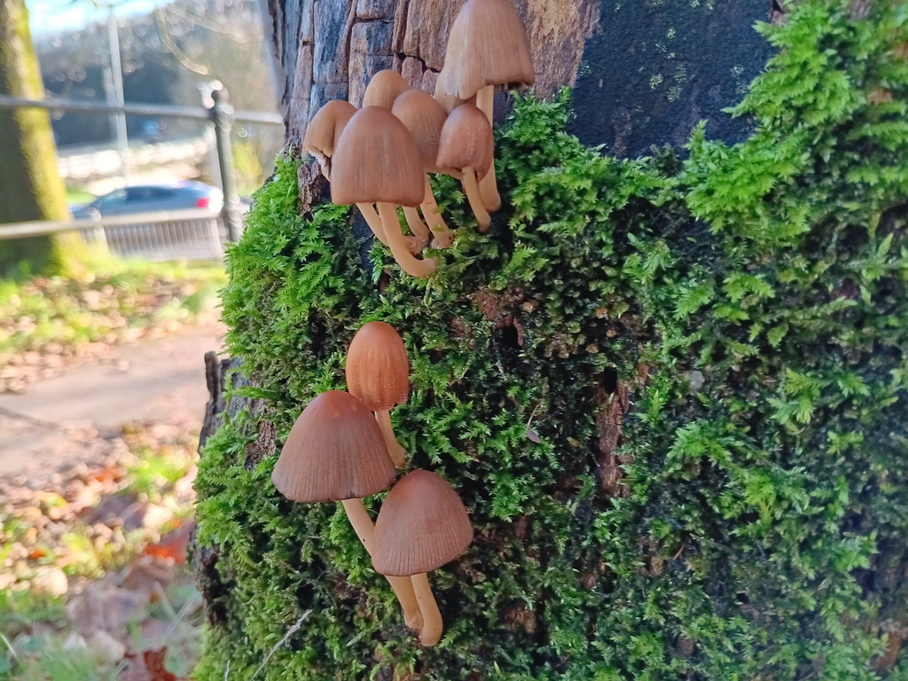 Micacei · November 2025 · photo: © considerthelilies (iNaturalist, cc-by)