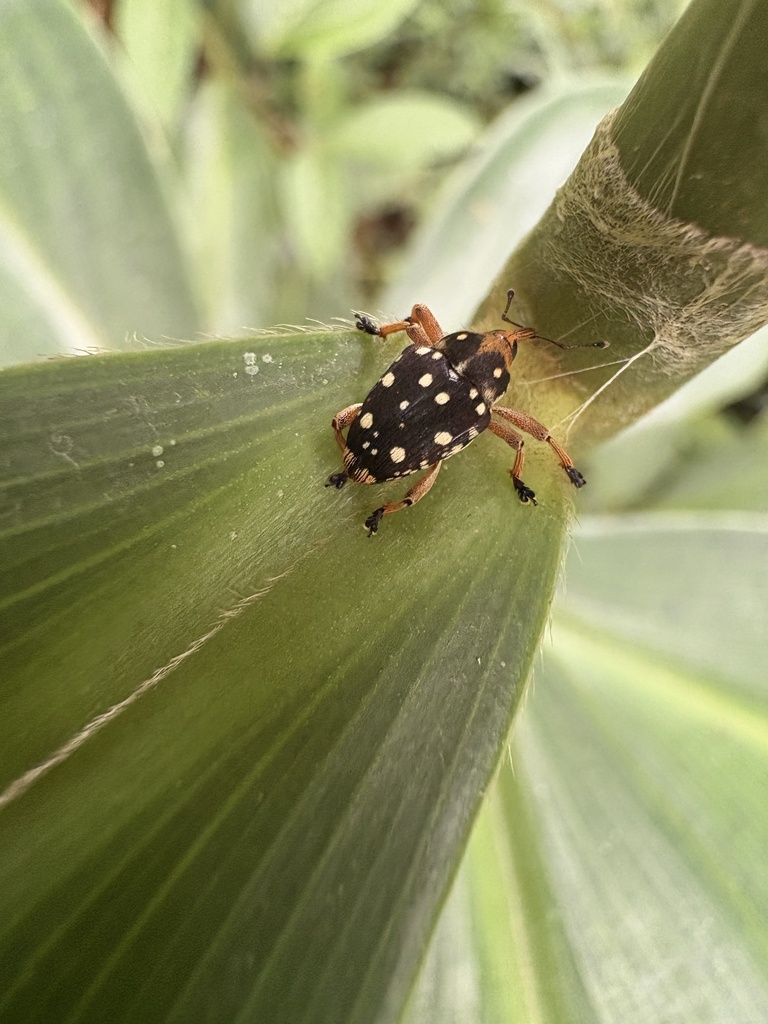 Pardisomus guttatus