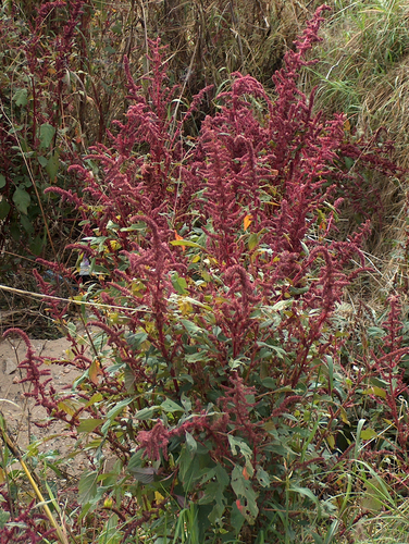 Amaranthus hybridus image