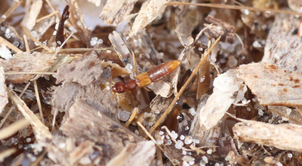 Staph beetle