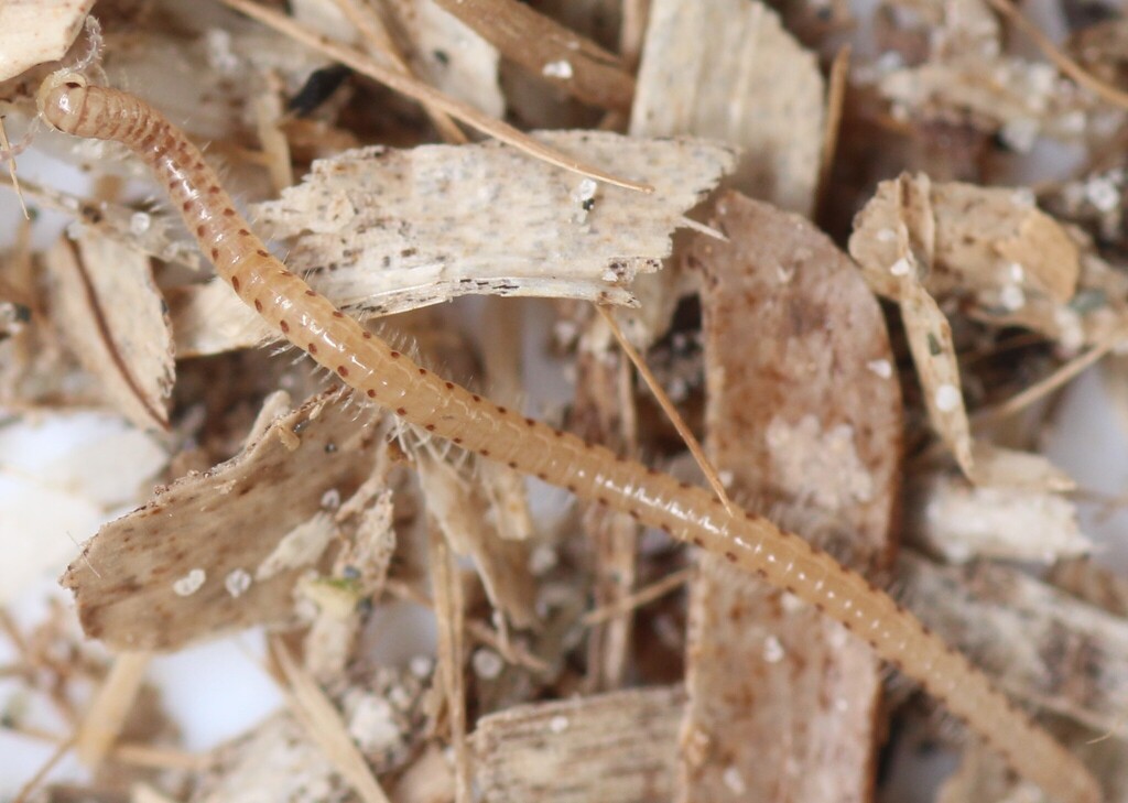 Thalassisobates littoralis