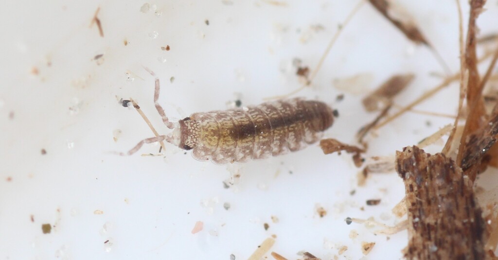 Stenophiloscia glarearum
