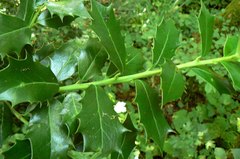 Ilex colchica