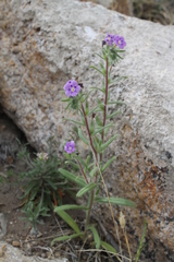 Stenosolenium saxatile