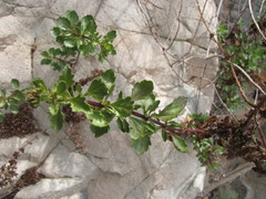 Ophryosporus