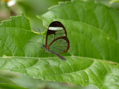 Pteronymia cotytto cotytto