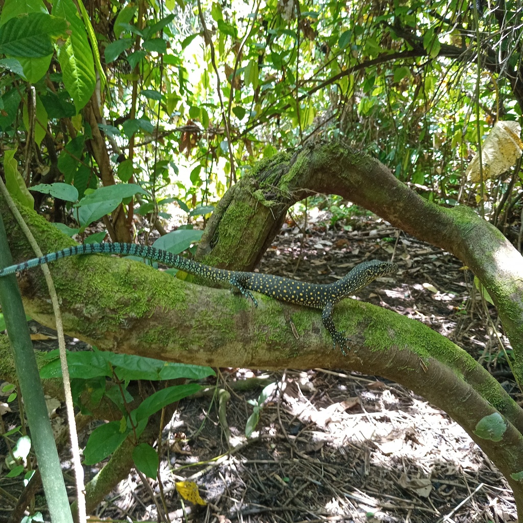 Bluetail Monitor (Varanus doreanus)