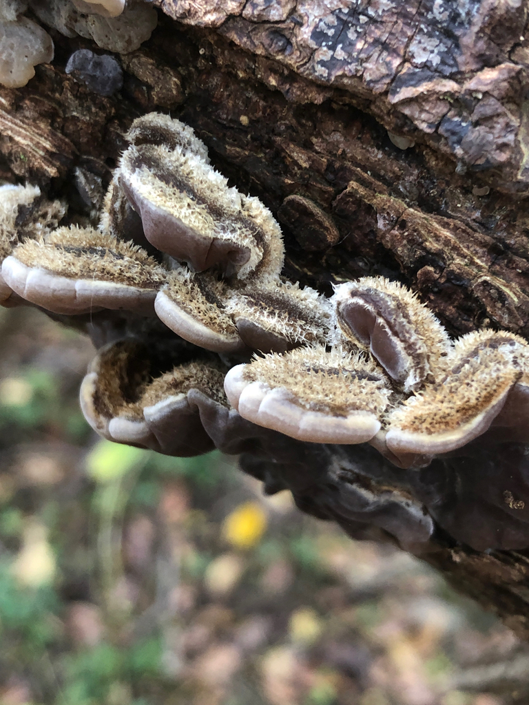 Auricularia mesenterica · November 2025 · photo: © marcellomanara (iNaturalist, cc-by)