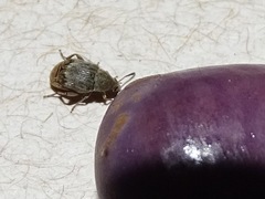 Bruchini