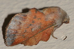 Phyllodesma tremulifolia