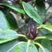 Rhododendron Blight - Photo (c) Paul Cook, some rights reserved (CC BY-NC-ND)