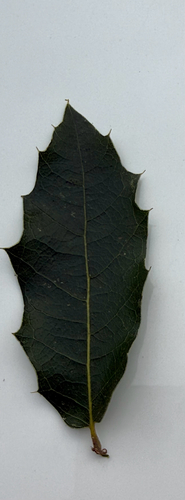 Quercus devia (Quercus devia)