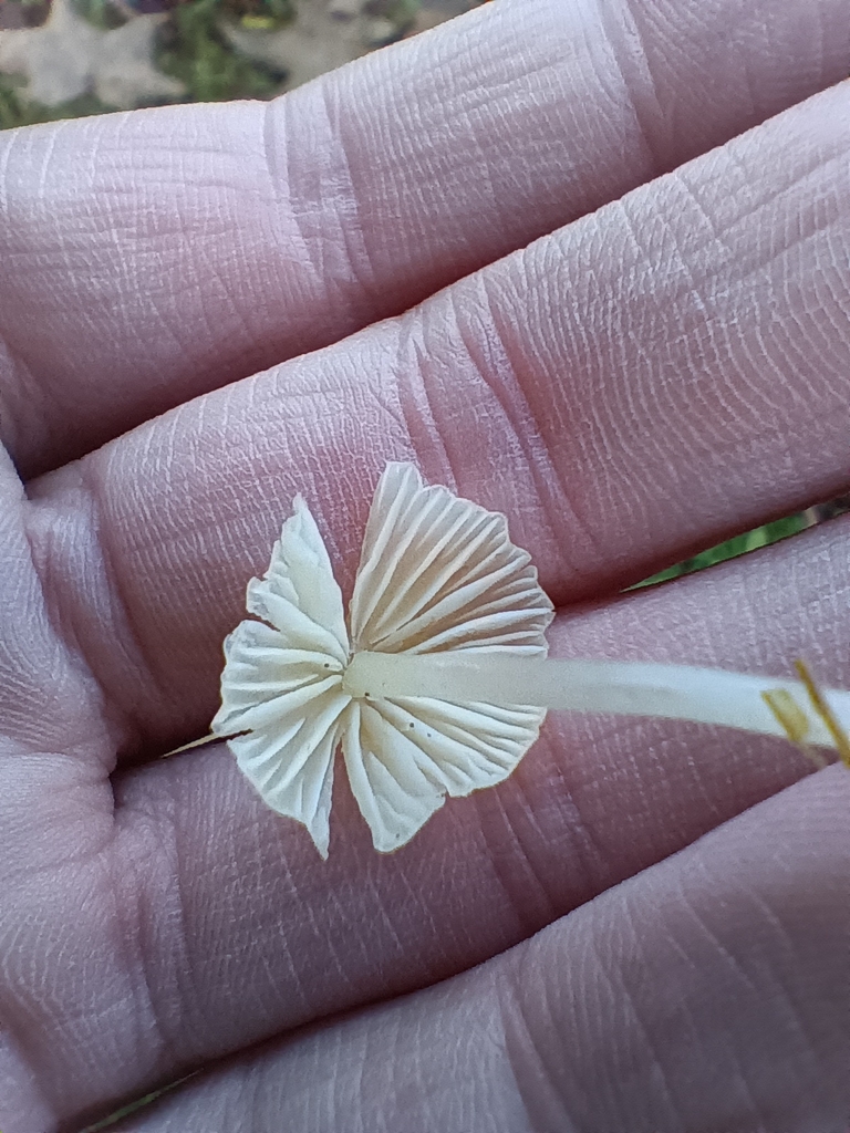Atheniella flavoalba · November 2025 · photo: © considerthelilies (iNaturalist, cc-by)