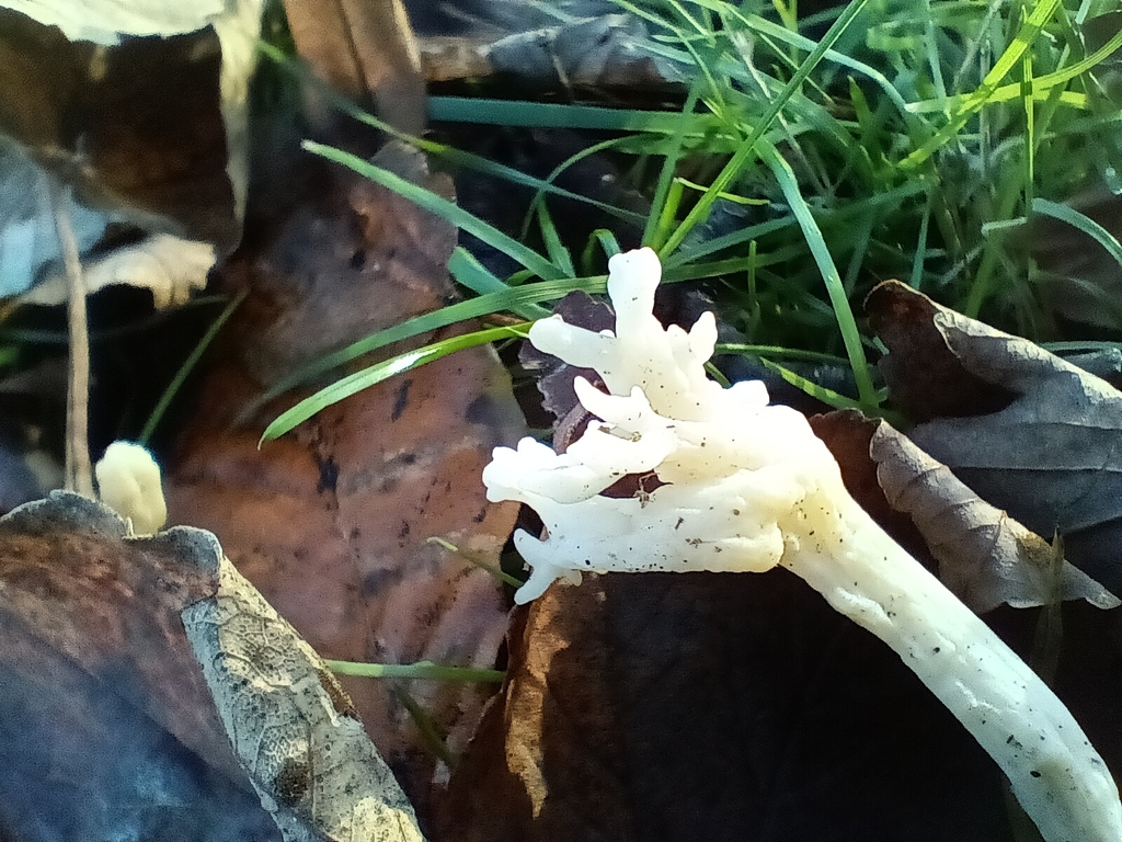 Clavulina rugosa · November 2025 · photo: © considerthelilies (iNaturalist, cc-by)
