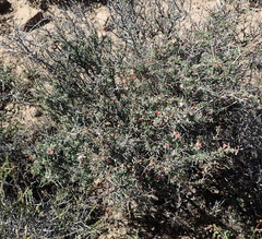 Indigofera sessilifolia