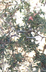 Indigofera sessilifolia