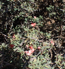 Indigofera sessilifolia
