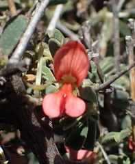 Indigofera sessilifolia