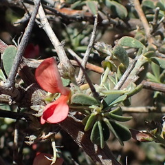 Indigofera sessilifolia