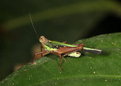 Scaria
