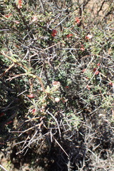 Indigofera sessilifolia