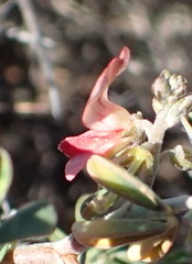 Indigofera sessilifolia