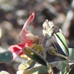 Indigofera sessilifolia
