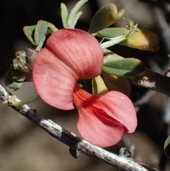 Indigofera sessilifolia