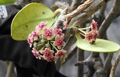Hoya diversifolia