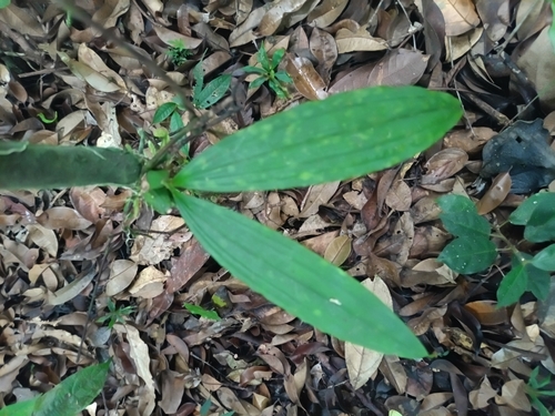 Paphinia cristata