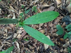 Paphinia cristata