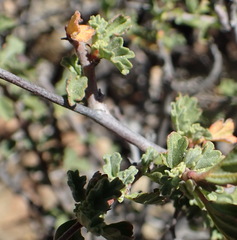 Hermannia desertorum