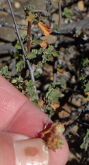 Hermannia desertorum