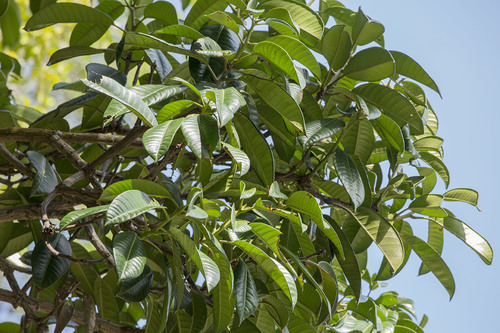 Mangifera magnifica
