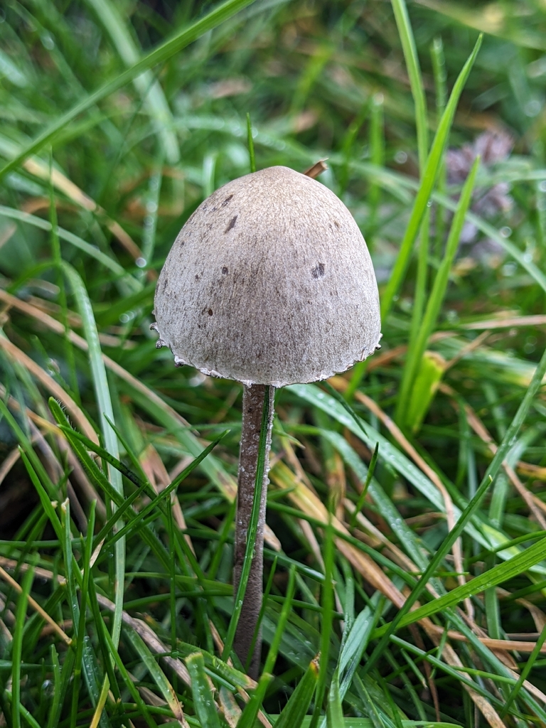 Panaeolus papilionaceus · November 2025 · photo: © jennielonglegs (iNaturalist, cc0)