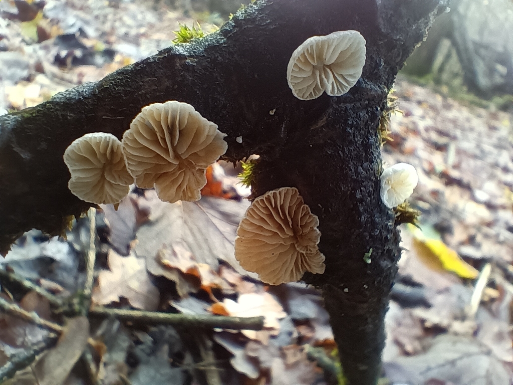 Crepidotus · November 2025 · photo: © considerthelilies (iNaturalist, cc-by)