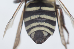 Triepeolus helianthi