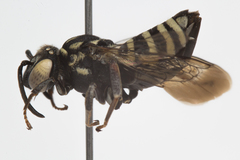 Triepeolus helianthi