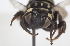 Triepeolus helianthi