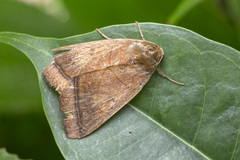 Ophiusa