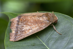 Ophiusa