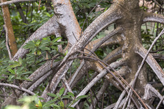 Rhizophora mucronata