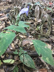 Magnoliopsida